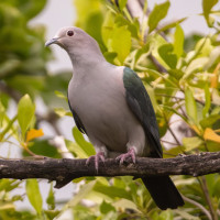 Green Imperial-Pigeon